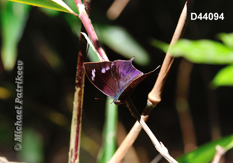 Otrera Leafwing (Memphis otrere)